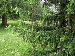 Ερυθρελάτη Picea Abies (Spruce)