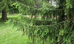 Ερυθρελάτη Picea Abies (Spruce)