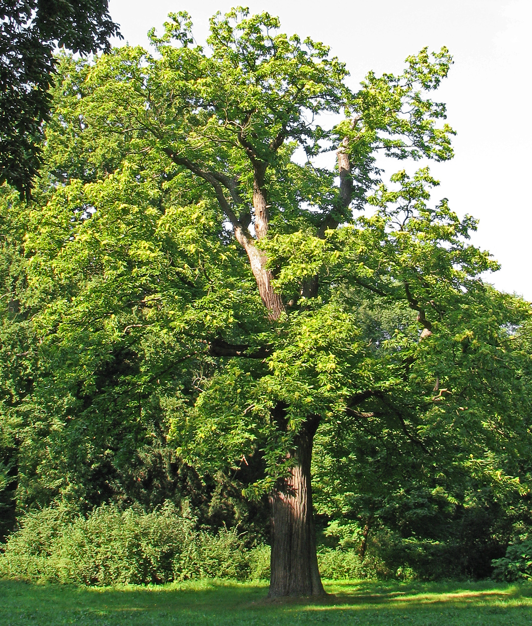 Δένδρο Καστανιάς